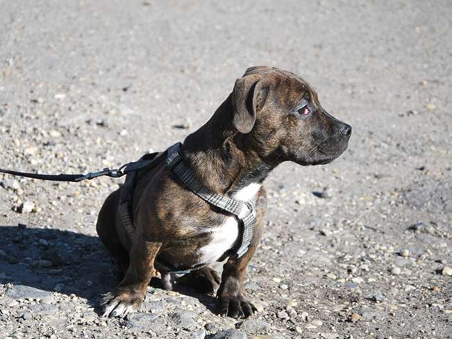 pfotenretterungarn Limbo (5)