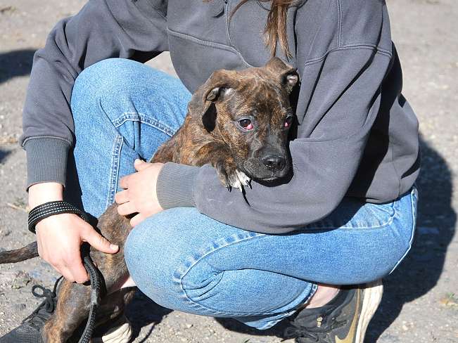 pfotenretterungarn Limbo (6)