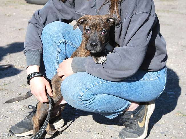 pfotenretterungarn Limbo (7)