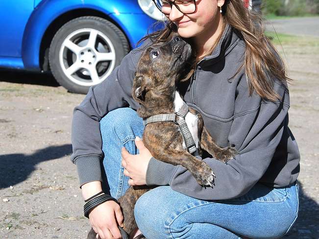 pfotenretterungarn Limbo (8)