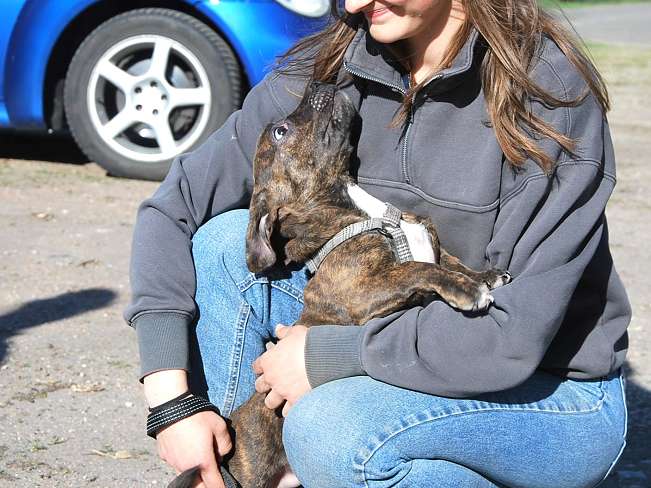 pfotenretterungarn Limbo (9)