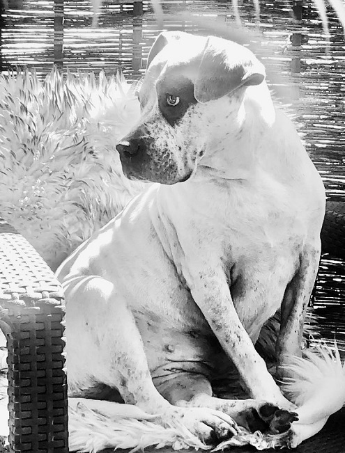 pfotenretterungarn Luz_Lady (2)