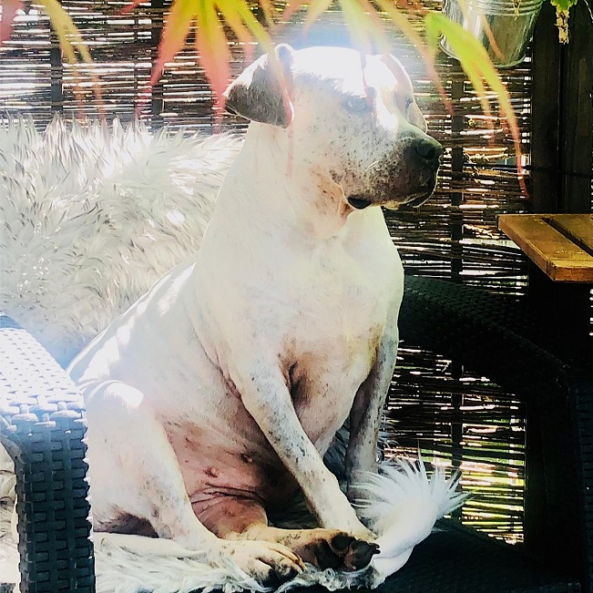 pfotenretterungarn Luz_Lady (3)