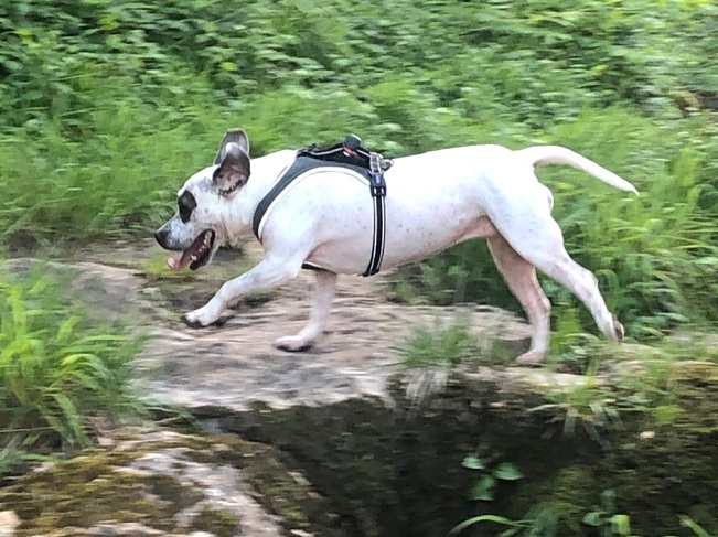 pfotenretterungarn Luz_Lady (4)