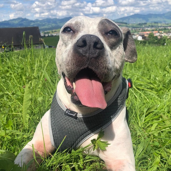 pfotenretterungarn Luz_Lady (5)