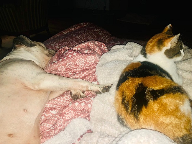 pfotenretterungarn Luz_Lady (6)