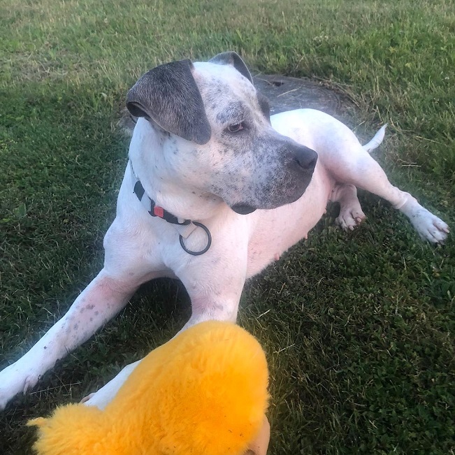 pfotenretterungarn Luz_Lady (7)