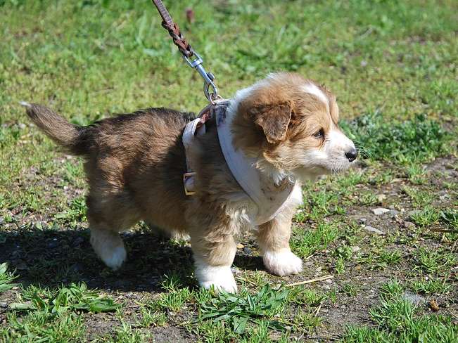 pfotenretterungarn Marc (10)