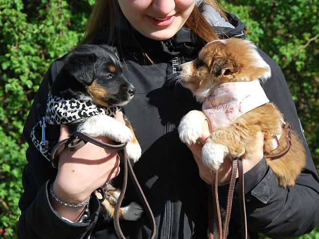 pfotenretterungarn Marc (11)