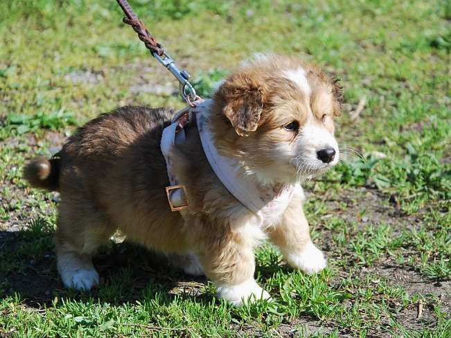 pfotenretterungarn Marc (2)