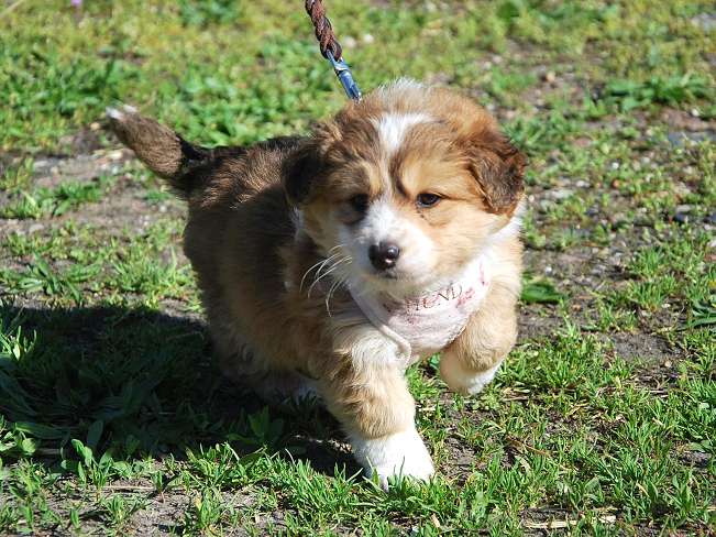 pfotenretterungarn Marc (3)