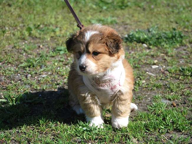 pfotenretterungarn Marc (4)