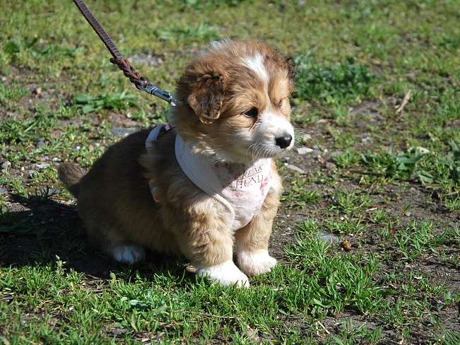 pfotenretterungarn Marc (5)