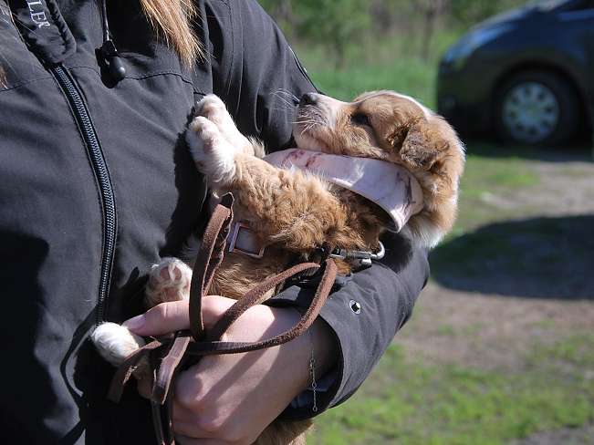 pfotenretterungarn Marc (6)