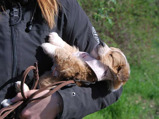 pfotenretterungarn Marc (7)