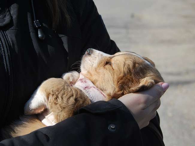 pfotenretterungarn Marc (8)