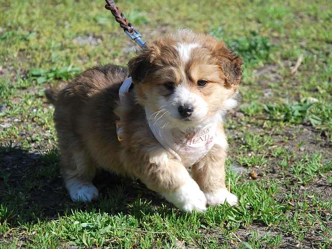 pfotenretterungarn Marc (9)