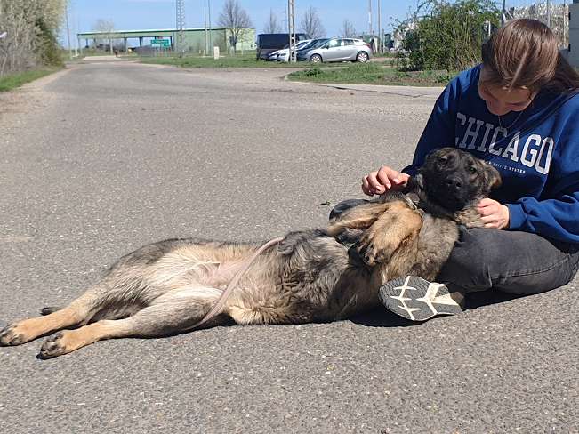 pfotenretterungarn Nairobi (10)