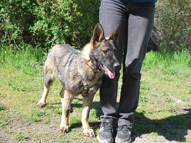 pfotenretterungarn Nairobi (12)