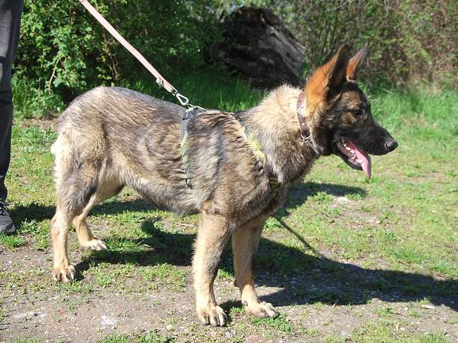 pfotenretterungarn Nairobi (13)