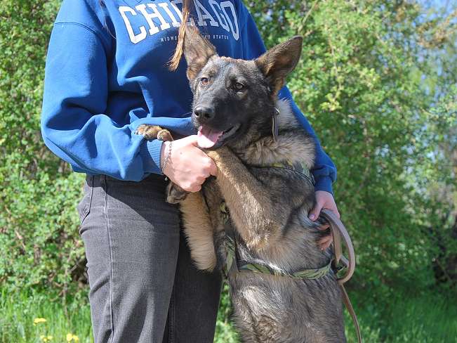 pfotenretterungarn Nairobi (2)