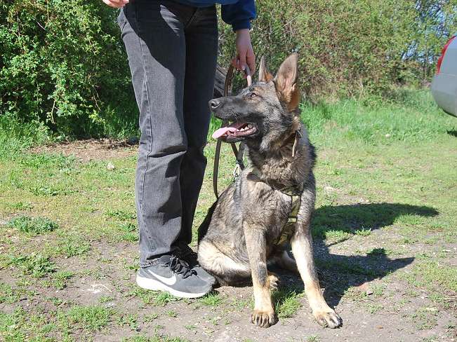 pfotenretterungarn Nairobi (3)