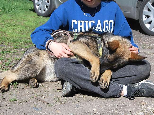 pfotenretterungarn Nairobi (7)