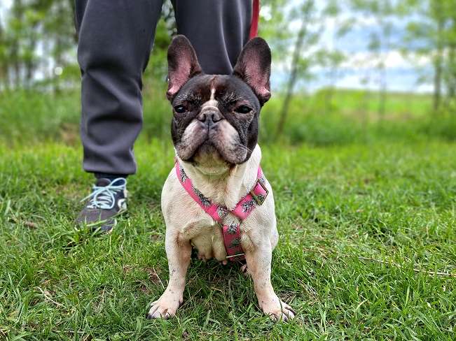 pfotenretterungarn Nina (10)