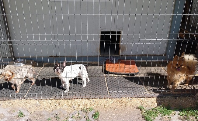 pfotenretterungarn Nina (11)