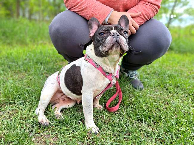 pfotenretterungarn Nina (2)