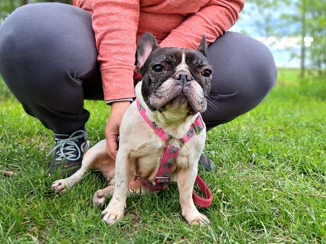 pfotenretterungarn Nina (3)