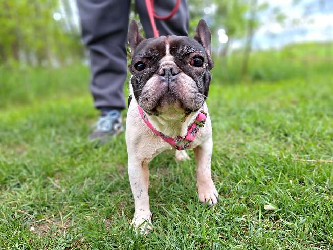 pfotenretterungarn Nina (4)