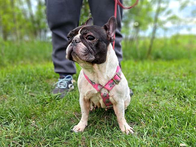 pfotenretterungarn Nina (5)