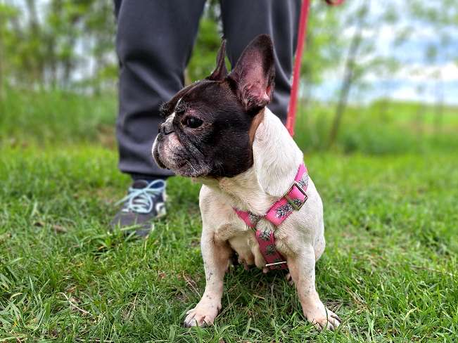 pfotenretterungarn Nina (6)