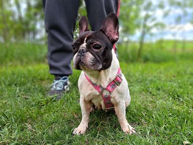 pfotenretterungarn Nina (7)