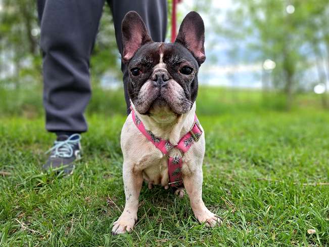 pfotenretterungarn Nina (8)