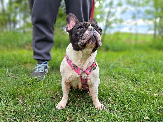 pfotenretterungarn Nina (9)