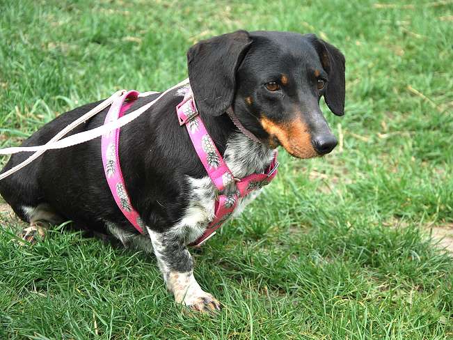 pfotenretterungarn Picurka (11)