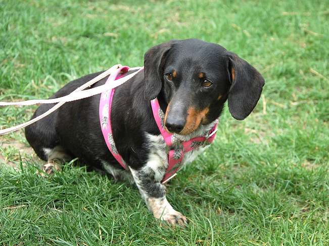 pfotenretterungarn Picurka (12)