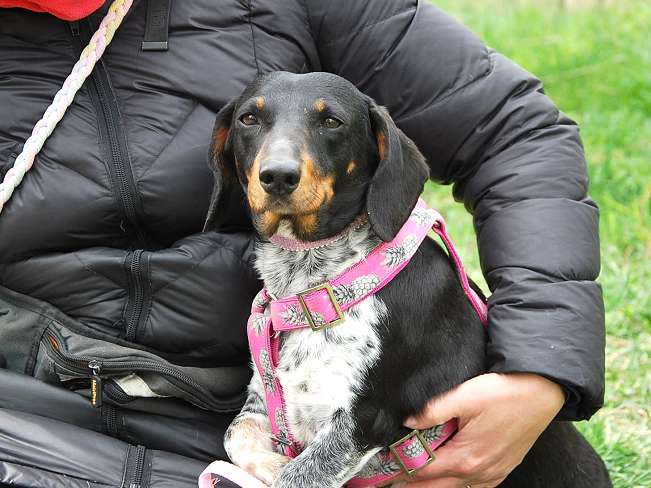 pfotenretterungarn Picurka (13)