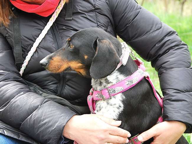 pfotenretterungarn Picurka (14)