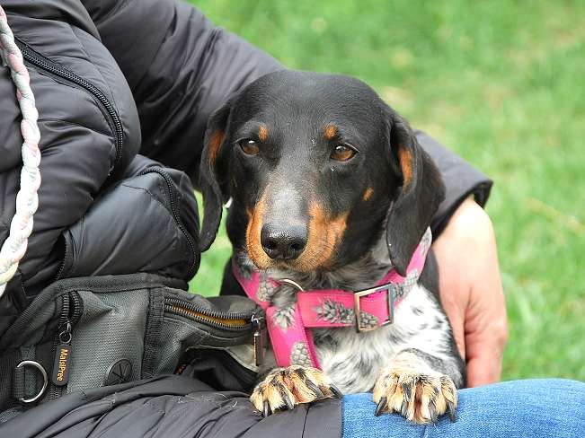 pfotenretterungarn Picurka (17)