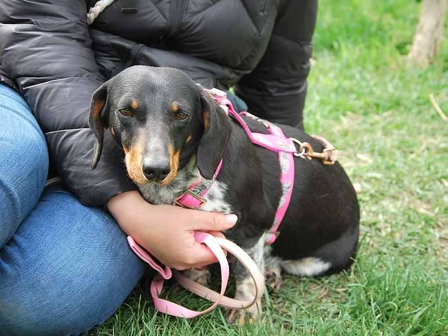 pfotenretterungarn Picurka (18)