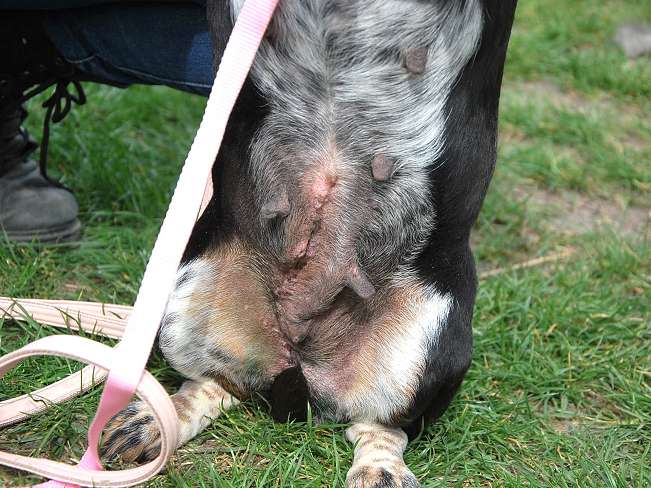 pfotenretterungarn Picurka (19)