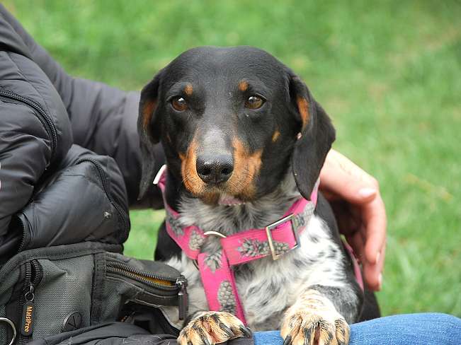 pfotenretterungarn Picurka (2)