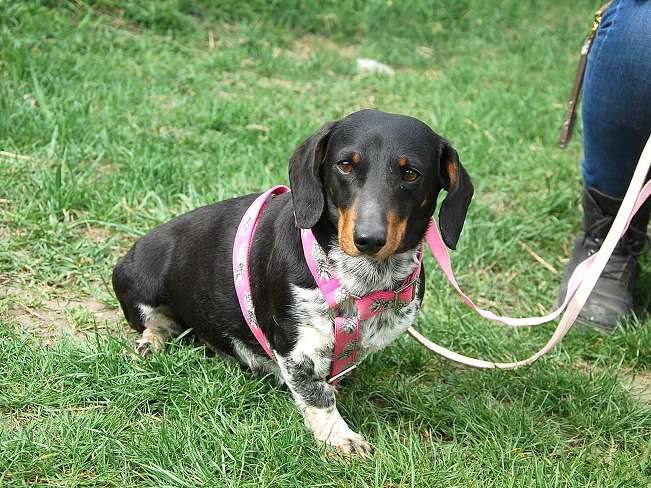 pfotenretterungarn Picurka (3)