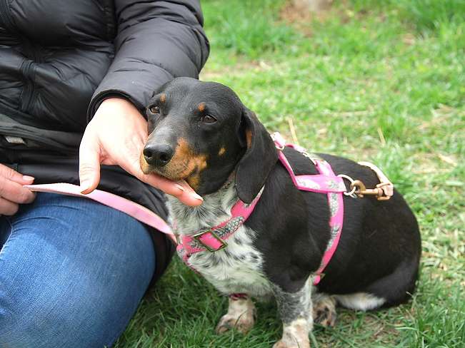 pfotenretterungarn Picurka (7)