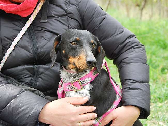 pfotenretterungarn Picurka (8)