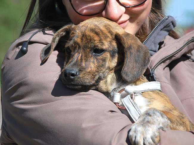 pfotenretterungarn Piri (10)