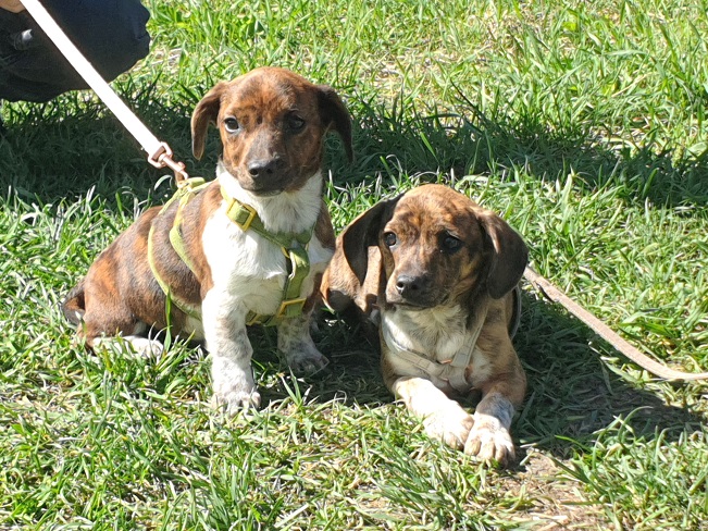 pfotenretterungarn Piri (12)